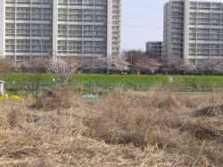 病院近くの川原の桜