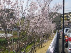 病院近くの桜　２