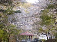 八丁湖の桜