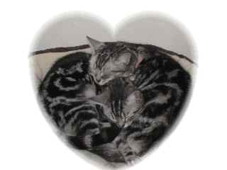 ハロウィン０７まろちょこ