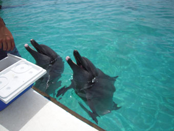 美ら海のイルカ