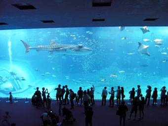 美ら海水族館のジンベイザメ