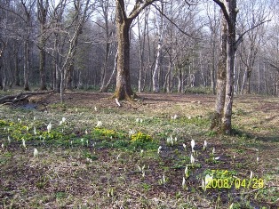 牧場の水芭蕉.jpg