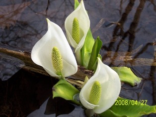 小鳥が池の水芭蕉.jpg