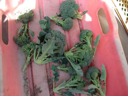  ブロッコリー15日