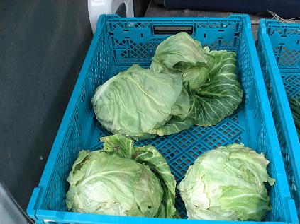 キャベツ１８日