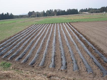 さといも１５列終了