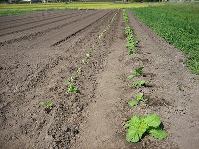 レタス植え付け
