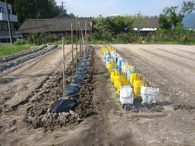 きゅうりミニトマト風景