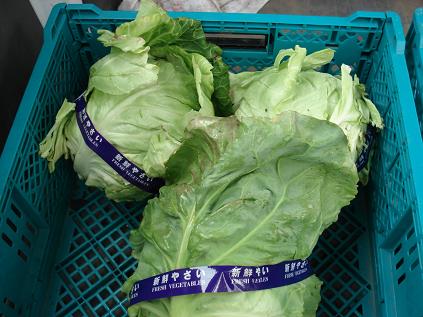 キャベツごつごつ