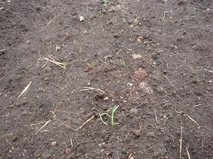 ほうれん草の芽