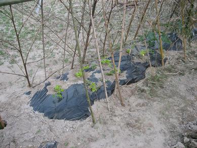 ゴーヤ植え付け