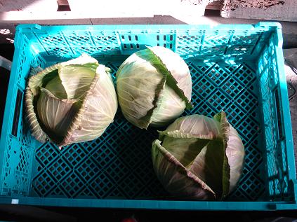 消防依頼キャベツ