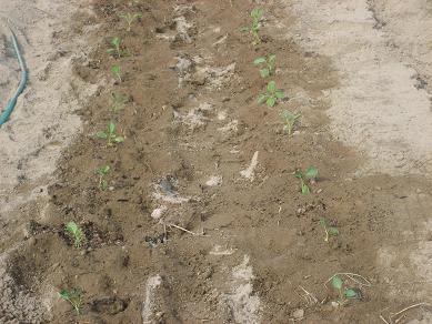 ブロッコリー植え付け