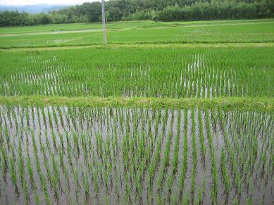 田んぼ全景