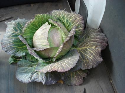 キャベツ今日