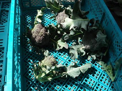 ブロッコリー４