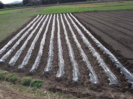 さといも１１列終了