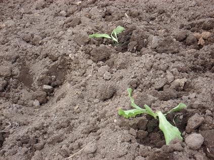 レタス定植ＵＰ