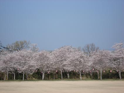 桜４