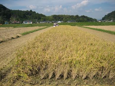 稲刈り風景１