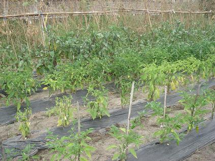 なす＆ピーマン追肥