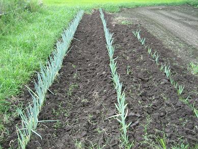 白ネギ追肥