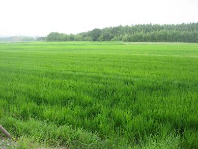 ８月水田風景