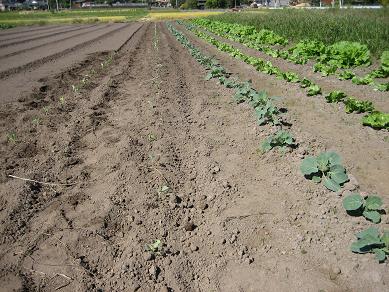 キャベツ植え付け