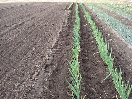 九条ネギ手入れ