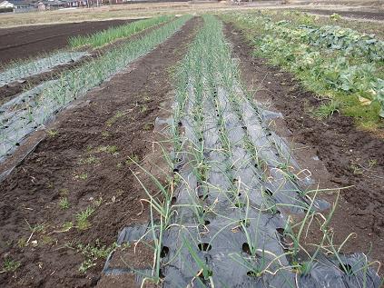 たまねぎ状況