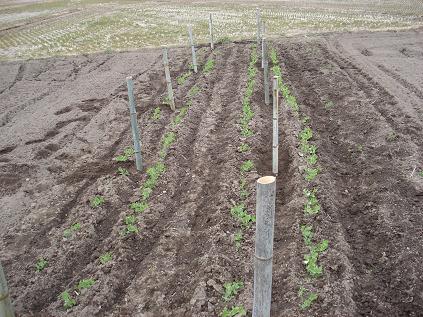 えんどう支柱立て