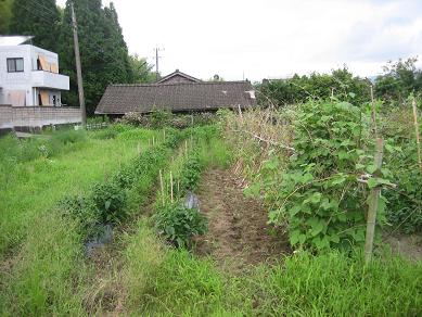 ピーマン除草開始