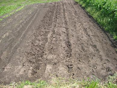 オクラの種蒔き