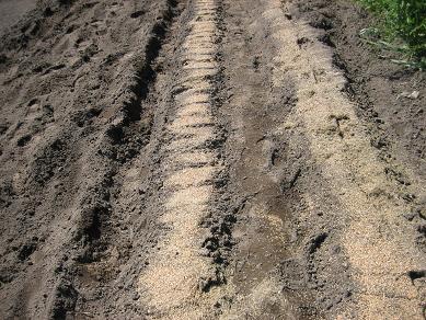 人参植え付け畝