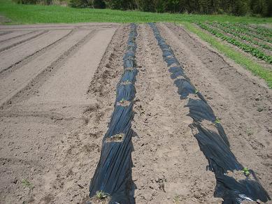 なすの植え付け