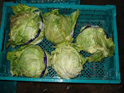 キャベツ２８日