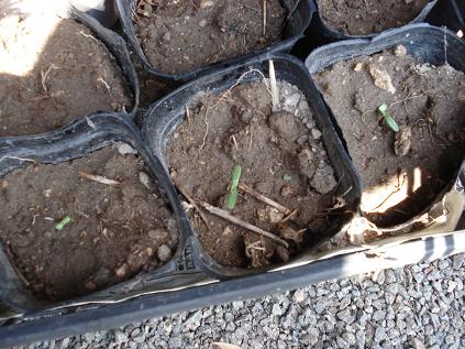 マリーゴールド発芽