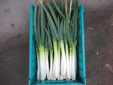 白ネギ