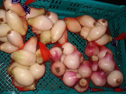 たまねぎ初