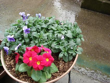 ビオラ＆きんせんか