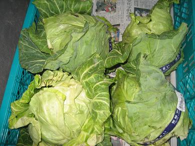 キャベツ