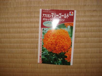 マリーゴールド種