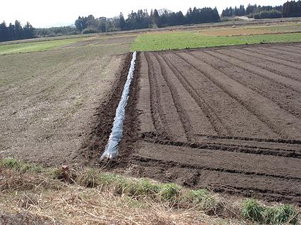 さといも紫１列終了