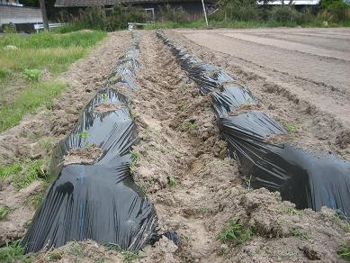 ピーマンの植え付け