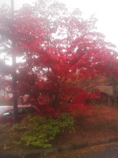 紅葉