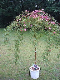 のぞみのスタンダード