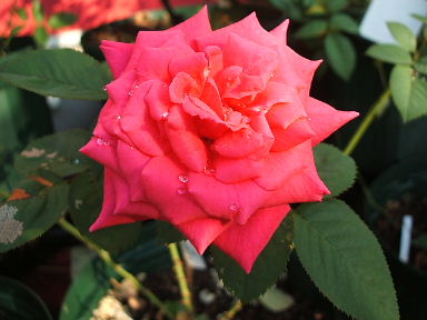 レッドヒロシマ