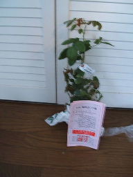 レットヒロシマ