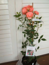 オレンジマザーズデイ